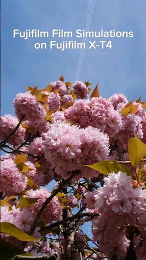 Fujifilm Film Simulation on Fujifilm X-T4!