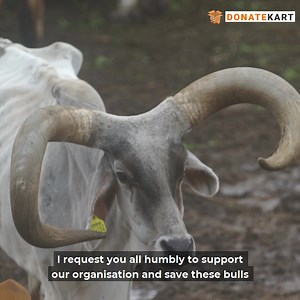2.3K reactions · 95 shares | For decades now, bulls have played a crucial role on agricultural land. However, hundreds of them are abandoned in their old age once their purpose has been served. Sadbhavna Balad Ashram needs your support to look after these old and abandoned bulls to give them a comfortable life during their last years. Donate Here: https://bit.ly/Protect-old-bulls-in-India | Donatekart | Facebook
