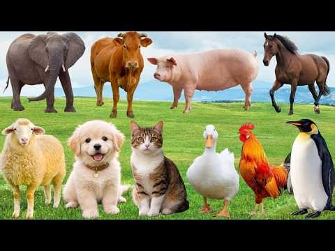 🌿 Khi Chó, Mèo, Heo & Gà Đồng Thanh Ca Hát – Cả Đồng Quê Rộn Ràng Đầy Dễ Thương | Animals 🐶🐱🐓🐄