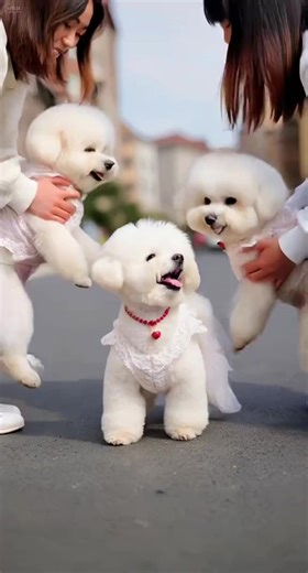 Three little brides on Joy Street