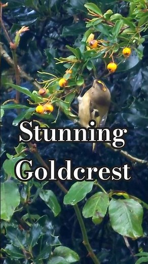 A Goldcrest