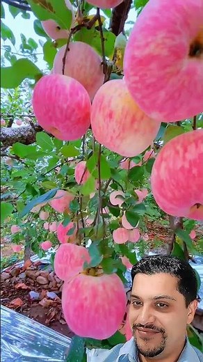Apple tree exploding with fruit! 😍🍏 #farmlife #homegarden #pottedgarden #fruitlover