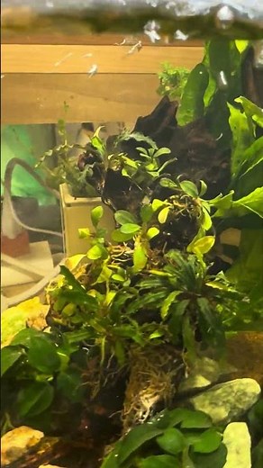 Check out this ”KUHL” new tank from Fluval.