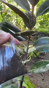 164K views · 1.5K reactions | Bright Idea For Planting Marcot #marcot #planting #LuckyPlants | Mark of the Jungle Plants | Facebook