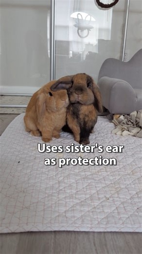 The Cutest Bunny Trio | Sister Sister! I dissected what makes this video of the girls so cute! Fun fact Willow and Honey are sisters from the same litter. They... | Instagram