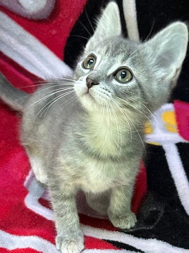 224K views · 8K reactions | Foster kittens Casper and Elvira enjoying my bed  All four kittens are now available for adoption at Petco adoption center in Overland Park, KS #fosterfriday #adoptdontshop #fblifestyle | Whole Bunch of Cats | Facebook
