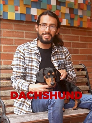 Perros Salchicha: Origen, Comportamiento y Características
