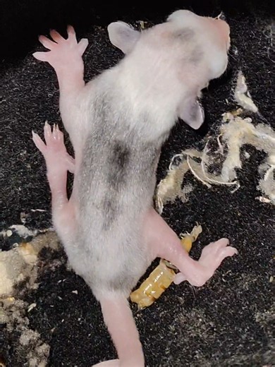 OOP Day 4: Apakah Masih Mungkin Ditolak? Tips Awal untuk Joey Sugar Glider