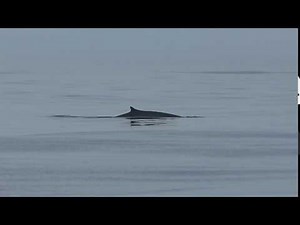 Sounds of pilot whales 11June16
