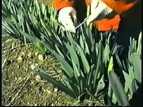 10 Easy Steps to Daffodil Picking - English