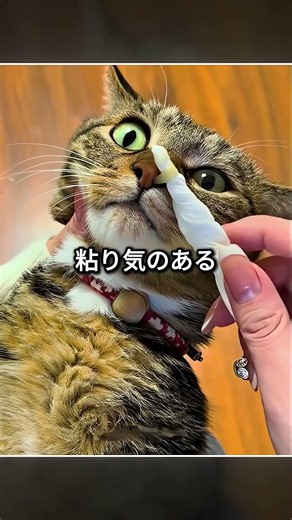 猫ちゃんの鼻から出てきたものが衝撃的 😳❤️