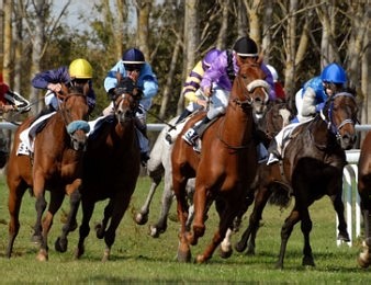 La dernière minute de Zone-Turf pour le Quinté du jour : le n° 16 Souvenir d'Ecajeul