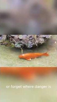 Goldfish don’t have a 3 second memory