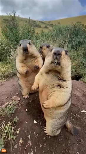 17 reactions | About the groundhog#foryourpage #nature #fpy #animals #cute | Crazy Animals | Facebook