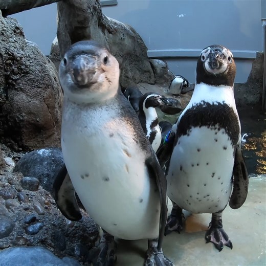 pov you're a delicious penguin snack | Oregon Zoo