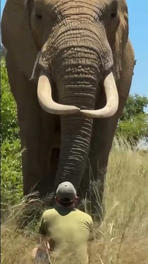 "Unstoppable Strength: The Power of Elephants in Action