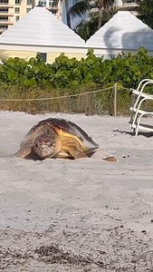 75 reactions | It’s sea turtle nesting season here in Florida and...
