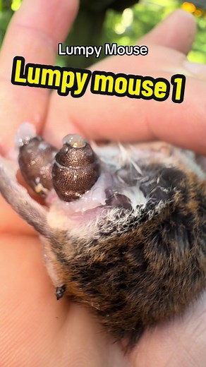 Botfly Infestation: A Mouse's Struggle with Parasites