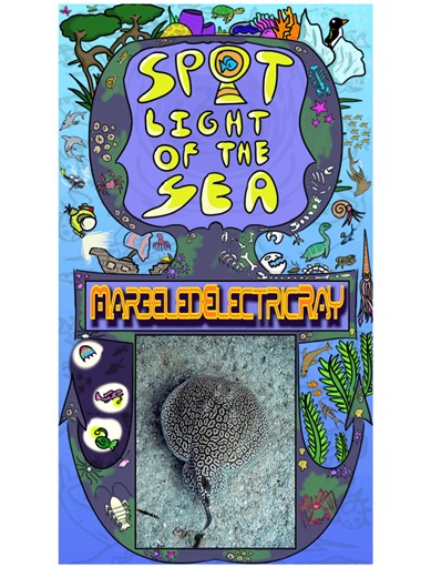 Spotlight of the Sea: Marbled Electric Ray #science #nature #ocean #sea #fish