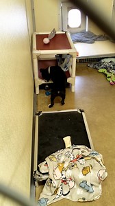 A little puppy break for this frigid morning. These the make it fun to stay indoors. Two months old tomorrow! | Dogtown Resort