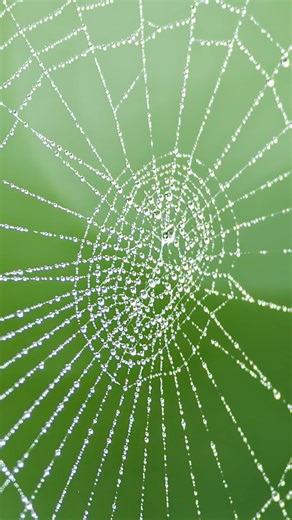 Hasselblad on Instagram: "Ever wondered what 100MP can reveal? 🕸️ Swipe in and get lost in the tiny world of a spider’s web, every glistening strand captured in stunning Hasselblad clarity. Who else loves discovering magic in the little things? ✨ 📸Kinoko, X2D II 100C & XCD 90V #Hasselblad #X2DII #X2D2 #100MP #MacroPhotography #MorningLight #HNCS"