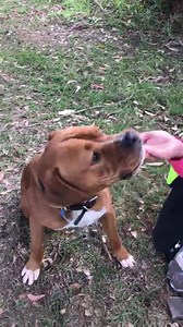 27K views · 444 reactions | ADOPTED ADOPTED ADOPTED **Young and all...