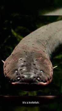 860 Volts. One Fish. Changed Science. — Nature Vault