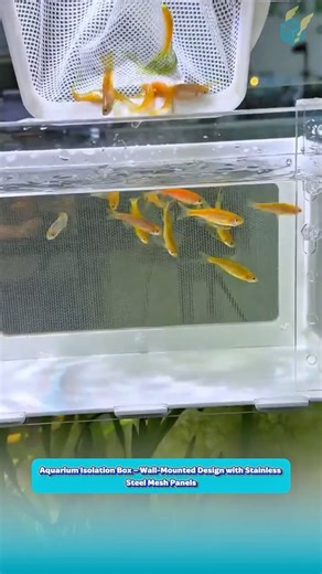 Aquarium Isolation Box – Wall-Mounted Design with Stainless Steel Mesh Panels
