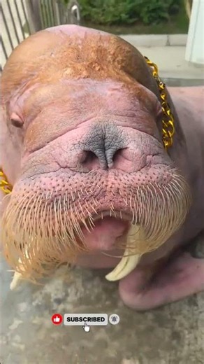 This sea lion has absolutely zero chill 😂🦭 #trending #funny #ytshorts #shortsfeed #viral