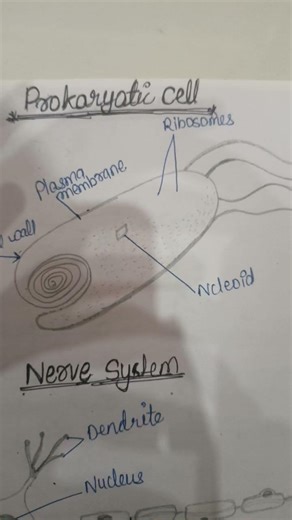 #diagram of nerve cell and prokycotic cell #two diagram in one frame # hope useful for all..