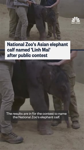 Following a public contest, the National Zoo's Asian elephant calf has been named "Linh Mai," which is Vietnamese for "spirit blossom." | NBC News