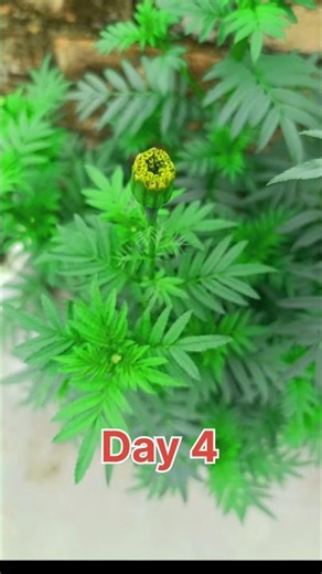 #bome#reelchallenge#marigoldflower#gardening