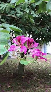 2025-12-13 艷紫荊 (羊蹄甲)｜佳林國中 - Bauhinia x blakeana / 香港市花 (香港蘭) / 雜交而成的品種 (洋紫荊+羊蹄甲) 無法自然繁殖 x 新北/林口/中山路