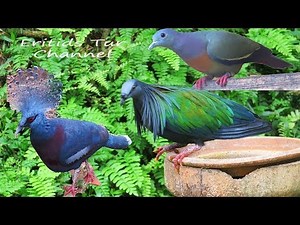 15 Most Colorful Beautiful Pigeons in the World