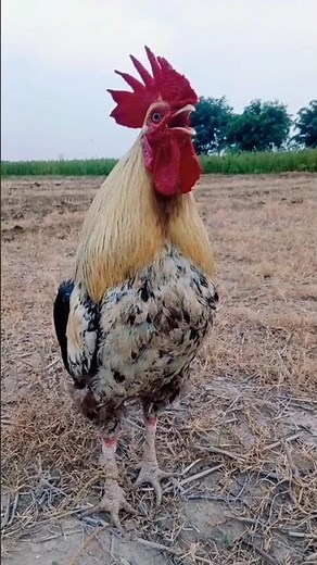 chicken calling sound #rooster #birds #ayam #voice