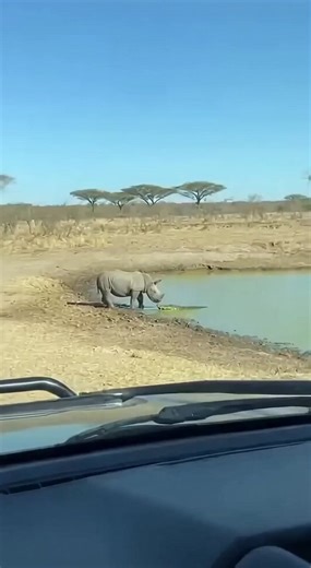 Dramatic Safari Pov Of A Nile Crocodile Attacking A Baby Rhino In The African Savanna ------------ ----------- ------------- In this raw footage captured from the interior of a safari vehicle, the brutal reality of nature unfolds at a sun-scorched waterhole in the heart of the African savanna. The scene begins with a small, grey baby rhinoceros quietly drinking from the murky green water, surrounded by dry yellow grass and muddy banks under a clear blue sky. Suddenly, the stillness is shattered