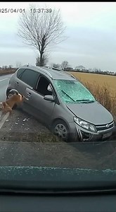 “Pets Who Became Heroes: Cats and Dogs That Saved Their Families 🐾❤️”