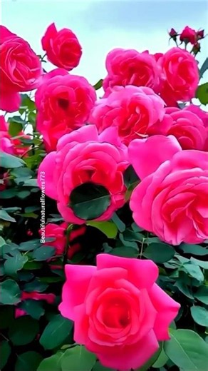 Pink Rose Paradise 🌹💕 | Stunning Flower Close-Up"