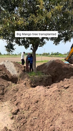 1.3M views · 3K reactions | Tree relocating because of construction | Rahi | Facebook