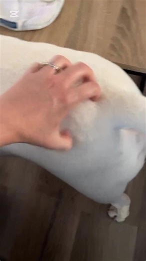 Wait til the end 😂 (such a pest, but he’s *our* pest 🩵) 📷 Credit :@vinnie_bull_terrier @bullterrierhub | Bull Terrier Unity