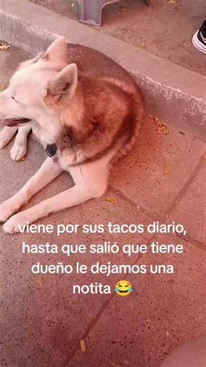 Perro sorprende con nota de dueño al llegar a casa