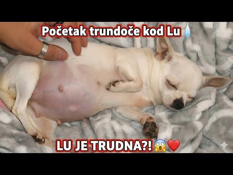 Chihuahua Pregnancy: When to Do a Progesterone Test and Everything That Starts