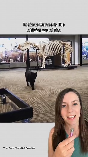 Meet Indiana Bones, the proud museum cat of Skulls Unlimited International, Inc. and Museum of Osteology in Oklahoma City, Oklahoma 🐈‍⬛💀 Staff had been campaigning for a resident cat for ages, and after forming a very determined “kitty committee,” they finally got approval to bring one home. At the Moore Animal Shelter, they met Indy, and the rest was history. Now he spends his days roaming between skeleton displays, greeting visitors, and helping support the shelter he came from through his s