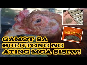 Gamot sa bulutong ng ating mga alagang sisiw! | #paragmanoktv