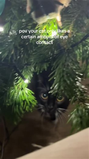 Understanding Your Cat's Eye Contact Preferences