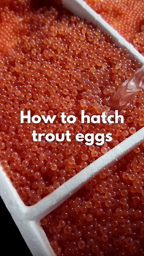 171K views · 23K reactions | Hatching eggs requires a mother’s touch....