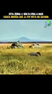 536K views · 16K reactions | Este é a Zebra mais casca grossa da Savana #Selva #wildlife #animais #africa #shortsreels | Animais pelo Mundo | Facebook