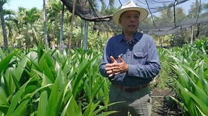 15K views · 486 reactions | Coco enano Colima | Identidades: Difusión de la Cultura Mexicana | Facebook