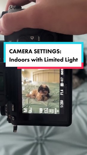 Pet Photography Tips: Camera Settings for Indoor Shooting in Low Light