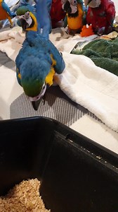 2.4K reactions · 424 shares | Don't forget to pack your macaws away when you have finished playing with them 藍藍 all our babies have security boxes that emulate a next box, we do this so they can do everything on their terms 殺殺殺 MacawsAustralia.com | Macaws Australia | Facebook